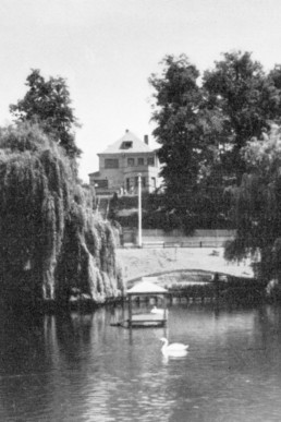 Schwan auf dem Brauereiteich