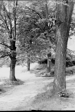 Allee am Pfefferberg