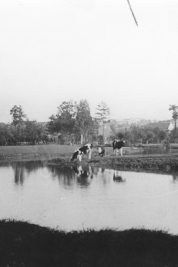 Sprotte in Schloßig