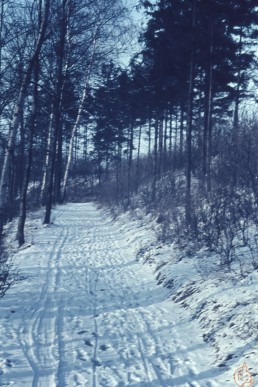 Waldweg am Pfefferberg
