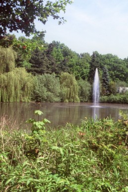 Brauereiteich im Sommer