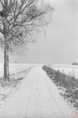 Schneelandschaft mit Birke