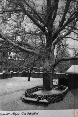 Platane im Hof der unteren Schule